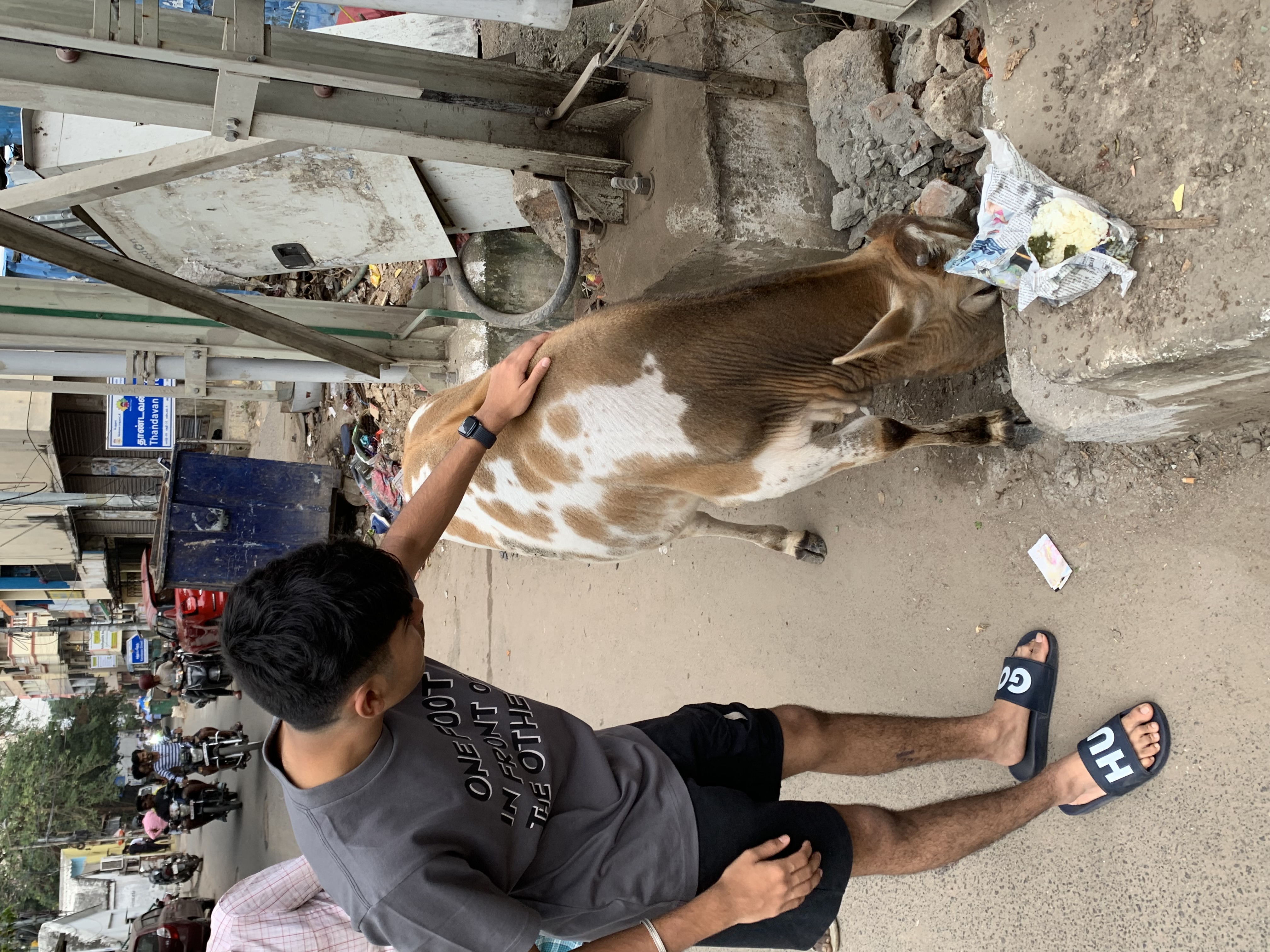Feeding a cow